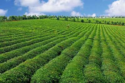 2022關鍵之年 打造楚茶品牌，助推農產品與茶葉產業升級