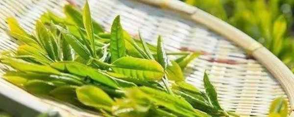茶葉的農產品屬性及其在農業經濟中的地位
