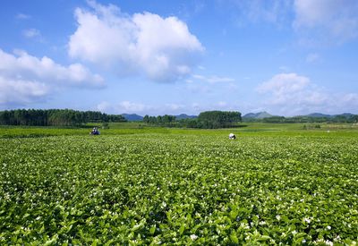 橫縣茉莉花茶榮登中國(guó)農(nóng)業(yè)品牌目錄2019，區(qū)域公用品牌再綻新芳