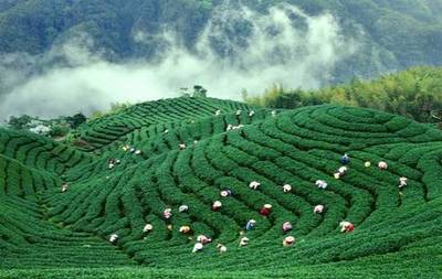 這文案，比茶還醇，比米更香！農產品營銷的爆燃新思路